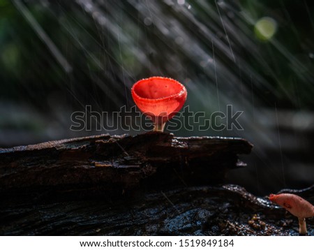 Take a picture of a cute mushroom in the forest.