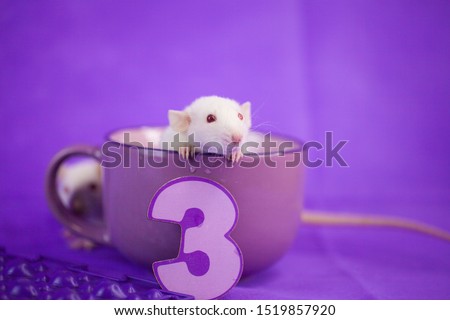 Holiday concept. The mouse sits in a large mug. Rat with candles for the cake in the form of the number 3.
