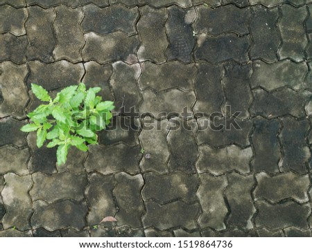 tree on concrete floor,Nature conceptual photo.