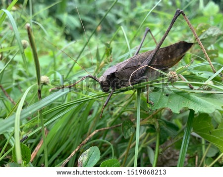Grasshopper leaf picture  Color like dry leaves  Camouflage himself with dry leaves and trees