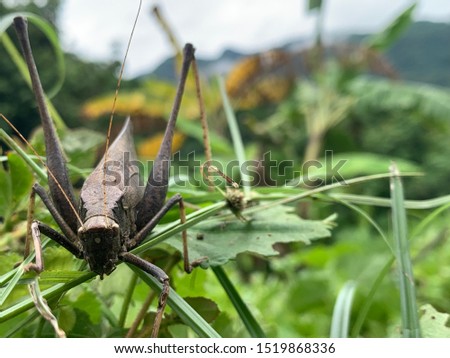 Grasshopper leaf picture  Color like dry leaves  Camouflage himself with dry leaves and trees
