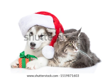 Cute Alaskan malamute puppy  with red santa hat holding gift box and lies with adult maine coon cat.  isolated on white background