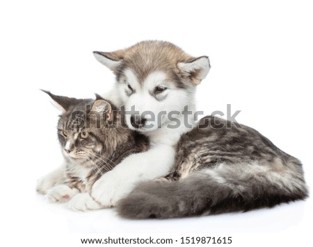 Young Alaskan malamute puppy  embracing adult maine coon cat. isolated on white background