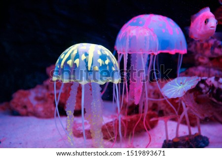 Jellyfish, close-up pictures, very beautiful