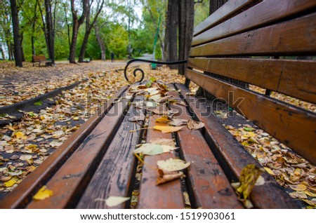Park bench in autumn with yellow leaves.