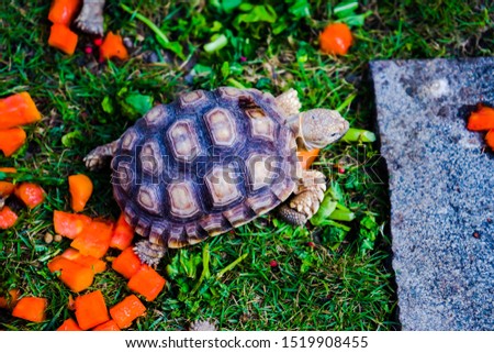 Close up images of the baby African spurred tortoise or  Centrochelys sulcata tortoise. Which inhabits the southern edge of sahara desert, photographed at feeding time in the breeding farm.