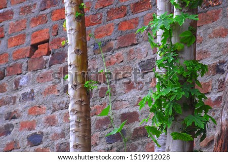 papaya stem, growing new leaves and brick wall background