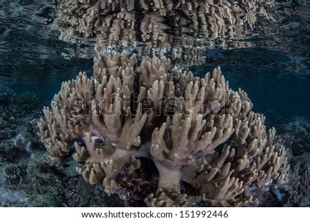 A soft leather coral grows in extremely shallow water near the island of Misool in Raja Ampat, Indonesia.  This area is known for its spectacular marine biodiversity and great scuba diving.