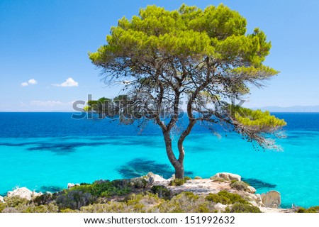 Pine forest tree by the sea in Halkidiki, Greece