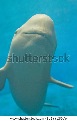The name of this dolphin is Finless Porpoise.
Scientific name is Neophocaena phocaenoides.
