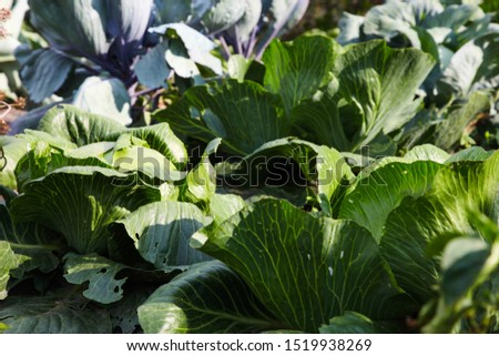 Green leaves of cabbage growing in garden. Concept agriculture.