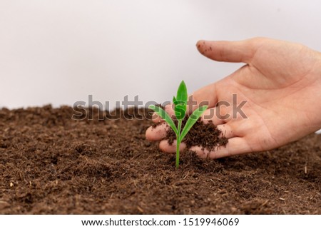 Hand with green plant seedling on black fertile soil. Concept of care and protect planet, tree, forest or beginning, holding of business, start of investment. Image. Royalty-Free Stock Photo #1519946069