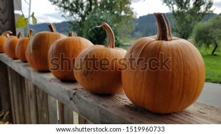 Pumpkins ready to be pick up at organic farm/ pumpkin patch