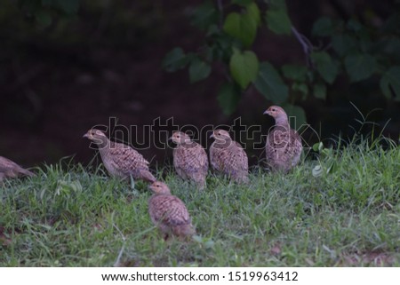 Crested Francolin (Dendroperdix sephaena) sitting peacefully in a group on grass sighted at Panna Tiger Reserve, Madhya Pradesh, India, Asia