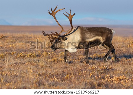 Reindeer (Rangifer tarandus) in the autumn tundra. Beautiful deer with big horns. Arctic tundra away from settlements and civilization. Nature and animals of Chukotka. Siberia, the Far East of Russia. Royalty-Free Stock Photo #1519966217