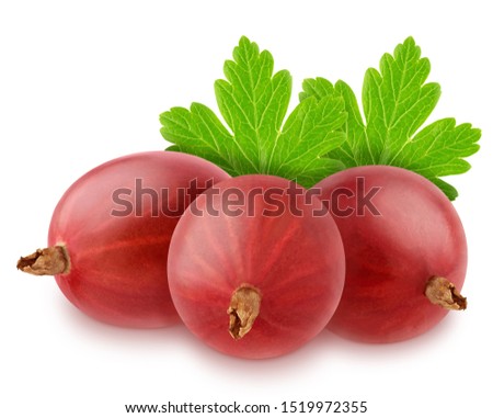 Group of ripe sweet gooseberries with leaves isolated on white background.