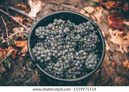 Packed with grapes. Grape bucket in autumn. Royalty-Free Stock Photo #1519975154