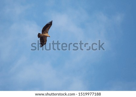 Griffon Vulture in flight, with the blue sky in the background. Gyps fulvus