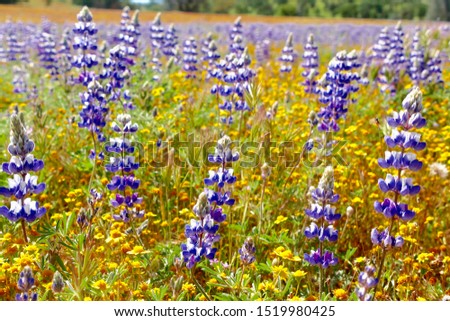 Blooming lupine flowers (Lupinus polyphyllus)