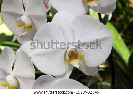 Beautiful orchid flower background in the garden.