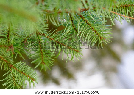 Pine tree and leafs natural