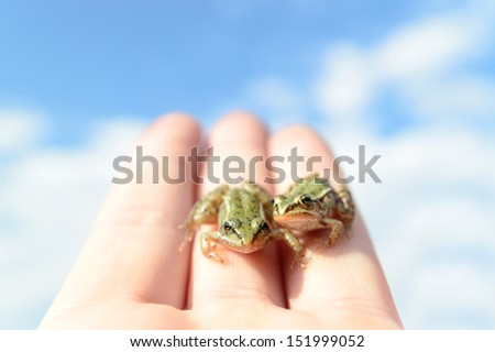 small frog rescued from a busy road on hand as a background, nature series