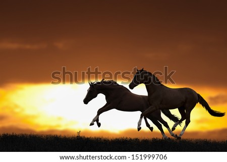 Peaceful background - two running horses, beautiful sunset, picture for chinese year of horse 2014