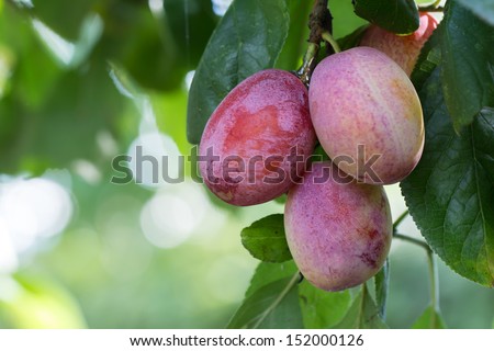 Ripe plum hanging on a tree