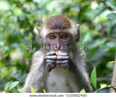Young macaque monkey in the jungle eating food and looking at the camera