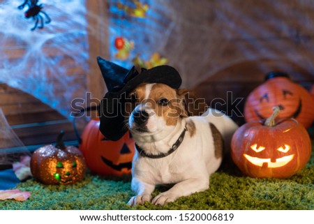 Happy Halloween. Dog Pet Jack Russell Terrier In Costume And On The Background Of Pumpkins Smoke Lanterns Skeletons For Halloween Scary