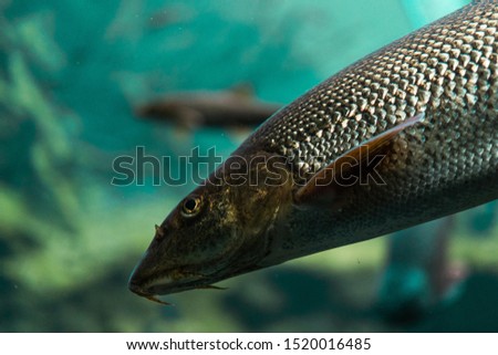 fish under water macro photography