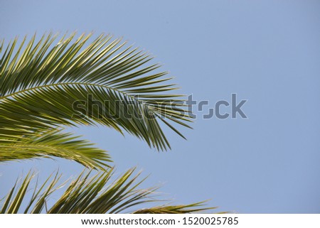 Green palm leaves on a background of blue sky