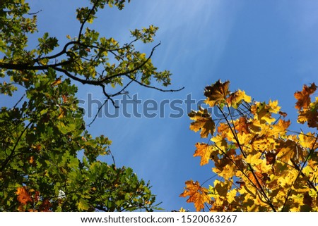 autumn landscape with yellow and green leaves against a blue sky
