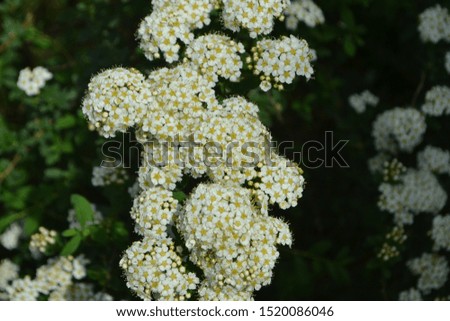 Ornamental bush Spiraea mollifolia (Rosacea family)
