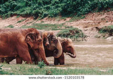 elephants relaxes in the water
