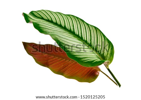 Calathea ornata  (Pin-stripe Calathes)  Tropical leaves isolated on white background.