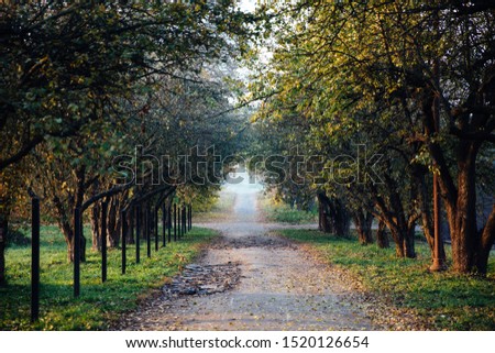 Beautiful path in the autumn park in the morning