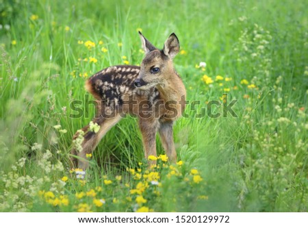 Adorable  roe deer fawn Capreolus capreolus Royalty-Free Stock Photo #1520129972