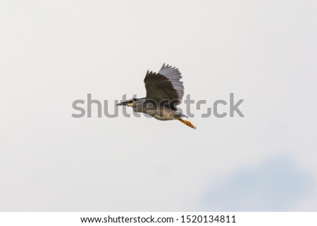 Black crowned Night Heron in flight