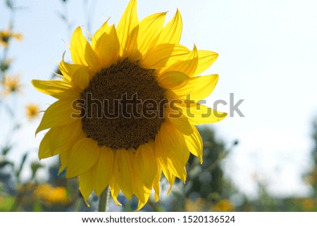 A sunflower head in the summer sunshine