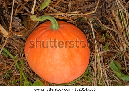 Large bright orange pumpkin after harvest in October.