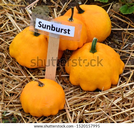 Sunburst, is a Ornamental pumpkin; and a beautiful attractive garden fruit.