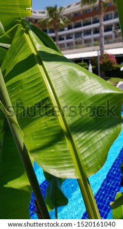 Fresh green palm leaf with ribbed glossy surface closeup with blurry blue background. Banana tree leaf with shadow pattern on it. Tropical palm tree textures. Summer vacation backdrop.