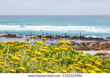 Yellow coastal Fynbos flowers on a beach in Cape Town South Africa
