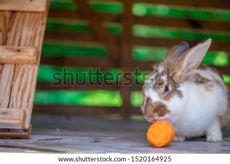 Rabbits eating carrot in summer. Copy space.
