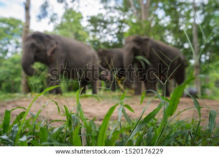 Group of elephant in the jungle as blurred background. Selective focus at the grounding grass in foreground. Animal and wildlife photo.
