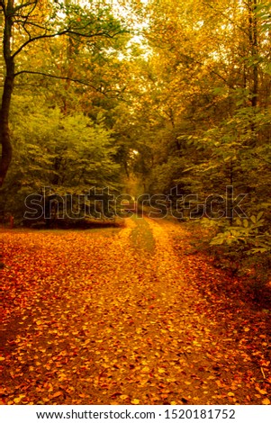 Forest picture woods in the netherlands, drenthe odoorn fall and autumn leaves trees plants ferns and loggs!
