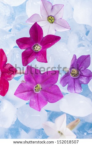 Close up photo of the small light white, red and purple flower siting in the glass full off ice cubes.