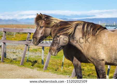 Horses in the mountain. Iceland. Portrait of Icelandic Horses with long mane and forelock.