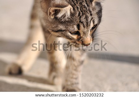 Young baby cat or Kitten Portrait. Face closeup of a cute puppy of European Domestic Cat (Felis catus) with striped grey fur, pink nose, whiskers and paws sneaking in warm summer sunlight in Italy